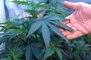 medical marijuana drug test orlando